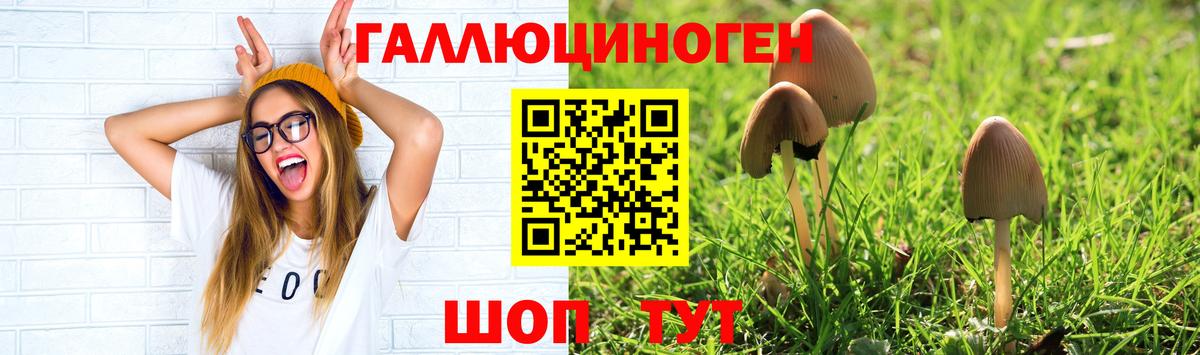 где купить наркоту  Вход с VPN  Городец  Псилоцибиновые грибы Magic Shrooms 